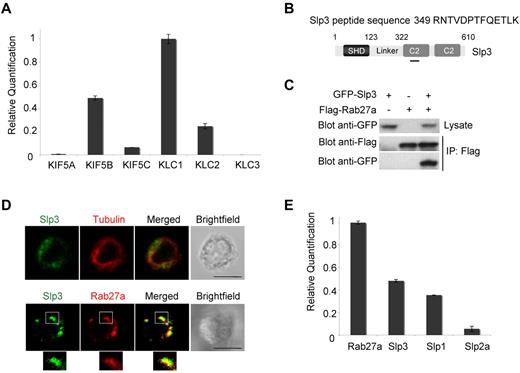 Figure 1. Kinesin-1 (KIF5B/KLC1), Slp1, Slp2a, and Slp3 expression in CTLs. (A) Relative quantification of KIF5A, KIF5B, KIF5C, KLC1, KLC2, and KLC3 transcripts in a real-time PCR with CTL mRNA. Transcript levels for each sample were expressed as a proportion of the mean value for KLC1. The data are representative of 2 independent experiments performed in duplicate. (B) A schematic representation of the Slp3 domains used to localize the peptide identified by mass spectrometry. The peptide sequence is shown. (C) Flag-Rab27a and GFP-Slp3 were coexpressed into 293T cells. Cell lysates were immunoprecipitated with anti-Flag antibody (M2 beads) and then separated by SDS-PAGE. Coprecipitated Rab27a and Slp3 were immunoblotted with anti-Flag and anti-GFP antibodies. The blots represent 3 independent experiments. (D) Top panel: confocal microscopy of CTLs transfected with GFP-Slp3. Cells were then fixed, permeabilized, and stained with anti-tubulin (in red). Bottom panel: confocal microscopy of CTLs transfected with GFP-Slp3 and DsRed-Rab27a. The lower insets represent an enlarged image. Scale bars represent 5 μm. All images of single cells were representative of > 60 cells observed over at least 4 independent experiments performed in duplicate. (E) Relative quantification of Rab27a, Slp1, Slp2, and Slp3 transcripts was performed by real-time PCR of CTL mRNA. Transcript levels for each sample were expressed as a proportion of the mean value of Rab27a. The data are representative of 2 independent experiments performed in duplicate.