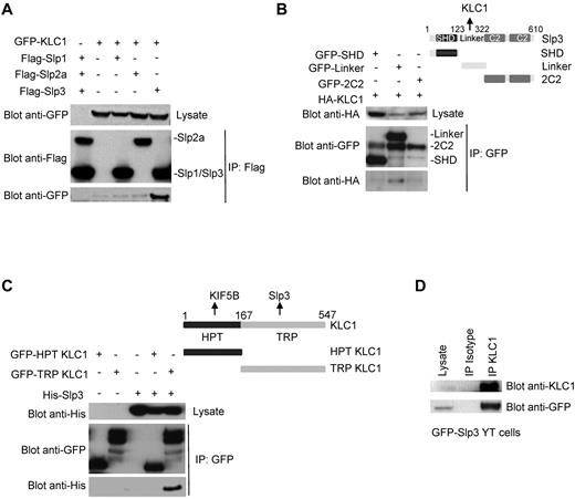 Figure 2. Mapping of the regions involved in the kinesin-1–Slp3 interaction. (A) Flag-Slp1, -Slp2, or -Slp3 and GFP-KLC1 were coexpressed into 293T cells. Cell lysates were immunoprecipitated with anti-Flag antibody and then separated by SDS-PAGE. Coprecipitated Slp proteins and KLC1 were immunoblotted with anti-Flag and anti-GFP antibodies. (B) For each Slp3 domain, a GFP fusion protein was cotransfected with HA-KLC1 into 293T cells. Cell lysates were immunoprecipitated with anti-GFP antibody and then separated by SDS-PAGE. Coprecipitated Slp3 domains and KLC1 were immunoblotted with anti-HA and anti-GFP antibodies. (C) GFP constructs of the N-terminal HPT or the C-terminal TRP were cotransfected with His-Slp3 in 293T cells. Cell lysates were immunoprecipitated with anti-GFP antibody. Coprecipitated Slp3 and KLC1 mutants were immunoblotted with anti-His and anti-GFP antibodies. (D) Cell lysates of a stable YT cell line expressing GFP-Slp3 construct were immunoprecipitated with an isotype control or with an anti-KLC1 antibody and immunoblotted with anti-KLC1 and anti-GFP antibodies. Blot results represent at least 3 independent experiments.