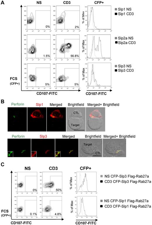 Figure 4. The Rab27a/Slp3 complex is involved in lytic granule secretion. (A) CTLs were transfected with CFP-Slp1, CFP-Slp2a, or CFP-Slp3 and then incubated for 3 hours alone or with a coated anti-CD3 antibody in the presence of CD107a and CD107b antibodies. Thereafter, cells were stained with anti-CD3–PE and anti-CD8–APC antibodies. Lymphocytes were gated on CD3+CD8+. The profile shows CFP versus CD107-FITC gating on CD3+CD8+ CTLs. For each condition, we perform a histogram overlay analysis of Lamp secretion by CFP+ cells. Each condition is representative of 3 independent experiments performed in duplicate. (B) Confocal microscopy of CTLs transfected with DsRed-Slp1 or DsRed-Slp3 and conjugated with L1210 target cells. The cells were then fixed, permeabilized, and stained with anti-perforin antibody (green). The lower insets represent an enlarged image. Scale bars represent 5 μm. All images of conjugates were representative of > 90 cells observed over at least 3 independent experiments performed in triplicate. (C) CTLs were transfected with CFP-Slp1 Flag-Rab27a or CFP-Slp3 Flag-Rab27a. Transfected cells were incubated for 3 hours alone or with a coated anti-CD3 antibody in the presence of CD107a and CD107b antibodies. Thereafter, cells were stained with anti-CD3–PE and anti-CD8p–APC antibodies. Lymphocytes were gated on CD3+CD8+. The profile shows CFP versus CD107-FITC gating on CD3+CD8+ CTLs. For each condition, we perform a histogram overlay analysis of Lamp secretion by CFP+ cells. Each condition is representative of 3 independent experiments performed in duplicate.