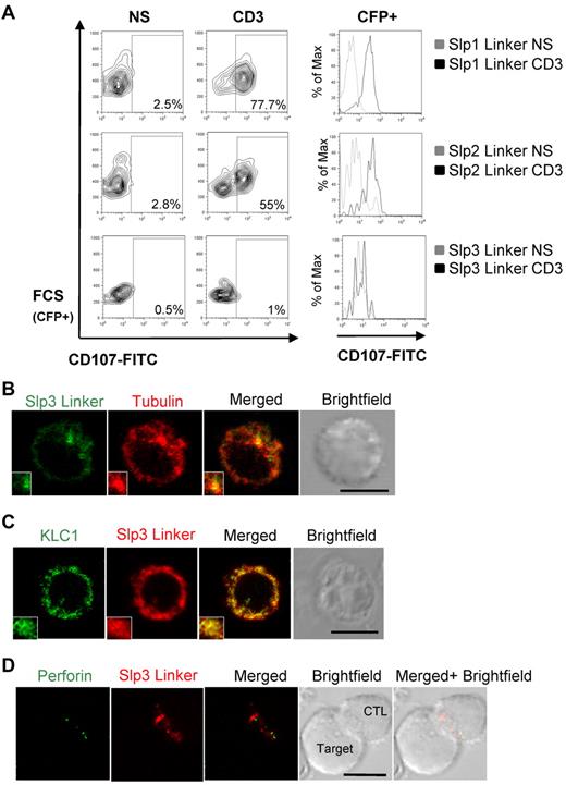 Figure 5. The Slp3-linker domain expression impairs Lamp release but has no effect on lytic granule polarization. (A) CTLs were transfected with CFP-Slp1 linker, CFP-Slp2 linker, or CFP-Slp3 linker. Transfected cells were incubated for 3 hours alone or with a coated anti-CD3 antibody in the presence of CD107a and CD107b antibodies. The cells were then stained with anti-CD3–PE and anti-CD8–APC. Lymphocytes were gated on CD3+CD8+. Profile shows CFP versus CD107-FITC gating on CD3+CD8+ CTLs. For each condition, we perform a histogram overlay analysis of Lamp secretion by CFP+ cells. Each condition is representative of 3 independent experiments performed in duplicate. (B) Confocal microscopy of CTLs transfected with GFP-Slp3 linker and stained for α-tubulin (red). The insets represent an enlarged image. Scale bars represent 5 μm. All images of single cell were representative of > 60 cells observed over at least 4 independent experiments performed in duplicate. (C) Confocal microscopy of CTLs transfected with mCherry-Slp3 linker and GFP-KLC1. The insets represent an enlarged image. Scale bars represent 5 μm. All images of single cell were representative of > 60 cells observed over at least 4 independent experiments performed in duplicate. (D) Confocal microscopy of CTLs transfected with mCherry-Slp3 linker and conjugated with L1210 target cells. Cells were then fixed, permeabilized, and stained with anti-perforin antibody (green). The insets represent an enlarged image. Scale bars represent 5 μm. All images of conjugates were representative of > 60 cells observed over at least 4 independent experiments performed in duplicate.