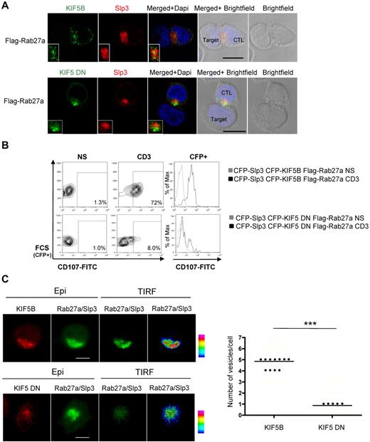 Figure 6. Kinesin-1 regulates the terminal transport of the Rab27a/Slp3 granules at the IS. (A) Confocal microscopy of CTLs transfected with GFP-KIF5B, DsRed-Slp3, and Flag Rab27a and conjugated with L1210 target cells (top panel, insets represent an enlarged image). Confocal microscopy of CTLs transfected with GFP-KIF5 DN, DsRed-Slp3, and Flag Rab27a and conjugated with L1210 target cells (bottom panel, insets represent an enlarged image). All images of conjugates were representative of > 90 cells observed over at least 3 independent experiments. (B) CTLs were transfected with CFP-Slp3, CFP-KIF5B, and Flag-Rab27a or CFP-Slp3, CFP-KIF5 DN, and Flag-Rab27a. Transfected cells were incubated for 3 hours alone or with a coated anti-CD3 antibody in the presence of CD107a and CD107b antibodies. The cells were then stained with anti-CD3–PE and anti-CD8–APC. Lymphocytes were gated on CD3+CD8+. Profile shows CFP versus CD107-FITC gating on CD3+CD8+ CTLs. For each condition, we perform a histogram overlay analysis of Lamp secretion by CFP+ cells. Each condition is representative of 2 independent experiments performed in duplicate. (C) Representative TIRF images of mCherry-KIF5B/GFP-Rab27a/GFP-Slp3 and mCherry-KIF5DN/GFP-Rab27a/GFP-Slp3 transfectant CTLs. The “pseudocolor” scales were used to indicate the intensity staining in TIRF. A vesicle was defined by a minimum of a square of 3 pixels per 3 pixels (1 pixel = 0.16 μm) of strong intensity signal (orange to purple). Scale bars represent 5 μm. The number of vesicles per cell acquired in TIRF mode is shown on the graph. Each dot represents an individual cell; and the line, the median value. For the mCherry-KIF5B/GFP-Rab27a/GFP-Slp3 condition, 20 cells have been analyzed from cumulating 3 independent experiments. For the mCherry-KIF5DN/GFP-Rab27a/GFP-Slp3 setting, 16 cells have been analyzed from cumulating 3 independent experiments. Statistical analysis was performed using a Mann-Whitney test. ***P < .0001.