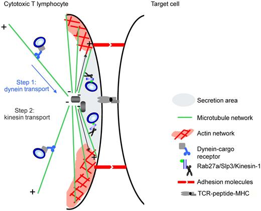 Figure 7. A model for lytic granule secretion at the IS. Secretion of cytotoxic granules at the IS involves 2 successive transport steps. First, a dynein-dependent transport step mediates the minus-end-mediated movement of cytotoxic granules to the MTOC.8,9 Second, a plus-end kinesin-dependent transport step enables the polarized cytotoxic granules to reach the membrane and release their contents at the IS. In the latter step, granule-associated Rab27a recruits effector Slp3, which interacts with the kinesin-1 light chain (KLC1).