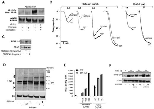 Figure 3. The EMI domain of PEAR1 in platelet aggregation and signaling. (A) PEAR1 phosphorylation during platelet activation by thrombin (0.1 U/mL, 30s) in the absence or presence of eptifibatide (20 μg/mL), after immunoprecipitation of PEAR1-P with the 4G10 platinum antiphosphotyrosine antibody and Western blotting for PEAR1. (B) Washed platelet aggregation by collagen and TRAP-6 in the presence of GST or GST-EMI (6 μg/mL). Aggregation traces are representative of at least 3 independent experiments. (C) PEAR1 phosphorylation in platelets aggregated with collagen after 1 minute, in the presence of GST or GST-EMI. (D) Tyr-phosphorylation of washed human platelets, activated with collagen in the presence of GST (−) or GST-EMI (+), 5 minutes after start of the aggregation. (E) Flow cytometric measurement as MFI of activated αIIbβ3 (PAC-1) on activation of washed unstirred platelets with thrombin and convulxin (CVX) in the presence of GST or GST-EMI. (F) Rap1-GTP after TRAP-6 stimulation of platelets (10 or 60 seconds), with or without stirring, as indicated, in the presence of GST (−) or GST-EMI (+).