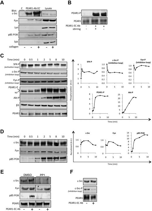 Figure 4. Molecular partners in human platelets in complex with PEAR1. (A) Western blots of c-Src, Fyn, Lyn, p85 PI3K, and Syk after coimmunoprecipitation with PEAR1. Stirred platelets were stimulated or not with collagen and lysed at 2 minutes (30% aggregation); the immunoprecipitate by PEAR1-EC Ab is shown, together with total platelet lysate, in comparison to an IgG goat control antibody (C). (B) PEAR1 phosphorylation in platelets activated with PEAR1-EC Ab (1 μg/mL) after 3 minutes, with or without stirring. (C) Western blot analysis of the kinetics of the phosphorylation status of SFK activation loop (SFK-P), c-Src, and Fyn phosphorylation in the inhibitory loop, PEAR1-P, PEAR1, Akt-P, and β3 for washed unstirred human platelets treated with apyrase (0.4 U/mL), aspirin (550μM) and eptifibatide (10 μg/mL) on platelet activation with PEAR1-EC Ab (7 μg/mL) for different times (0-10 minutes), as indicated. Right panel: quantitative imaging for the evolution of the phosphorylation status of SFK, c-Src, Fyn, PEAR1 and Akt after PEAR1-EC Ab stimulation with time (NS, nonspecific band). (D) Western blot analysis of the kinetics of recruitment of c-Src, Fyn, and p85 PI3K in the PEAR1 complex after coimmunoprecipitation with PEAR1-EC Ab. Unstirred platelets were stimulated with PEAR1-EC Ab (7 μg/mL) for different times (0-10 minutes), as indicated. Right panel: quantitative imaging for the evolution of the recruitment of c-Src, Fyn, and p85 PI3K after PEAR1-EC Ab stimulation. (E) Western blot analysis of the recruitment of c-Src, Fyn, and p85 PI3K in the PEAR1 complex after coimmunoprecipitation with PEAR1-EC Ab. Unstirred platelets were stimulated with PEAR1-EC Ab (7 μg/mL) for 5 minutes in the presence or the absence of PP1 (10μM). (F) Western blot analysis of the recruitment of c-Src and c-Src phosphorylated in the inhibitory loop in the PEAR1 complex after coimmunoprecipitation with PEAR1-EC Ab. Unstirred platelets were stimulated with PEAR1-EC Ab (7 μg/mL) for 5 minutes. Vertical lines indicate a repositioned gel lane.