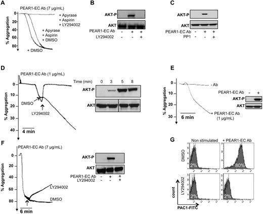 Figure 6. PEAR1 activation induces sustained PI3K signaling. (A) Aggregation of washed platelets by PEAR1-EC Ab (7 μg/mL), in the presence of apyrase (0.4 U/mL) and aspirin (550μM), with added DMSO or LY294002 (50μM). (B) Corresponding blots for Akt phosphorylation (Akt-P vs total Akt) for platelets activated with PEAR1-EC Ab in the absence or presence of LY294002. (C) Akt phosphorylation (Akt-P vs total Akt) was analyzed in platelets incubated with PP1 (10μM) or DMSO for 10 minutes before activation with PEAR1-EC Ab (2 μg/mL) in unstirred conditions, in the presence of aspirin (550μM), apyrase (0.4 U/mL), and eptifibatide (10 μg/mL) for 5 minutes. (D) Washed platelet aggregation with a “low dose” of PEAR1-EC Ab (1 μg/mL) with LY294002 (50μM), added during early aggregation, as indicated. The inset shows the corresponding Akt phosphorylation during the aggregation at corresponding time points. (E) Washed platelet aggregation by PEAR1-EC Ab (1 μg/mL) supplemented with aspirin (550μM) and apyrase (0.4 U/mL), for 12 minutes. The inset shows the corresponding Akt phosphorylation at the end of the aggregation (12 minutes). (F) Washed platelet aggregation with a high dose of PEAR1-EC Ab (7 μg/mL) with LY294002 (50μM), added during late aggregation, as indicated. The insert shows the corresponding Akt phosphorylation at the end of the aggregation (12 minutes). (G) Flow cytometric measurement as MFI of activated αIIbβ3 (PAC1) on activation of washed platelets with PEAR1-EC Ab (7 μg/mL), in the presence of apyrase (0.4 U/mL) and aspirin (550μM), with or without LY294002 (50μM). Vertical lines indicate a repositioned gel lane.