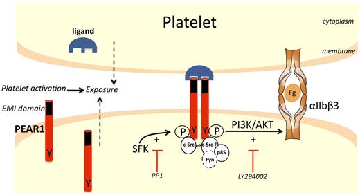 Figure 7. Scheme for PEAR1 signaling pathway. In resting platelets, low amounts of PEAR1 are found on the platelet surface. During platelet activation with various platelet agonists, the expression of both PEAR1 and its ligand increase at the surface. Interactions between PEAR1 and its ligand on adjacent platelets induces formation of a complex comprising at least 2 PEAR1 receptors. Dimeric (or oligomeric) PEAR1 complexes are rapidly tyrosine-phosphorylated in a SFK-dependent manner (inhibited by the SFK inhibitor PP1), transiently recruiting additional c-Src and Fyn. PEAR1-P avidly binds p85 PI3K, leading to strong and sustained activation of Akt at Ser473 (inhibited by the PI3K inhibitor LY294002 and by PP1). PI3K activation amplifies αIIbβ3 activation, sustaining platelet aggregation. Because c-Src is already strongly bound to PEAR1 in resting platelets, c-Src may be the SFK rapidly activated and responsible for PEAR1 phosphorylation, on ligand binding, but this was not formally shown. (Fg, fibrinogen; Y, tyrosine; P, phosphorylation). The EMI domain in PEAR1 is depicted in black.