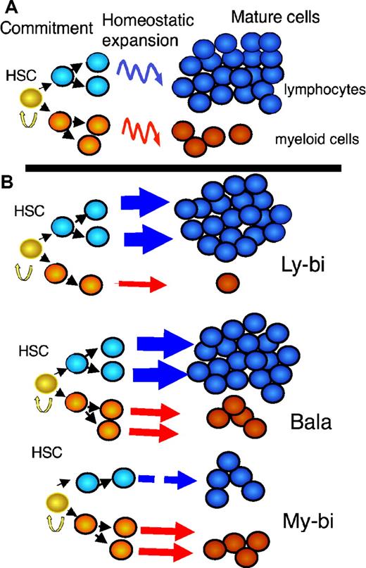 Figure 1. A new view of the hematopoietic differentiation tree. (A) The traditional model: A homogeneous population of HSCs drives the hematopoietic system. This implies that all HSCs in the population will react in the same way to identical extrinsic stimuli. On commitment, each HSC generates the same number of myeloid (red) and lymphoid (blue) progenitors. Homeostatic mechanisms (curved arrows) adjust myeloid and lymphoid cells to the typical ratios seen in blood. (B) The new model: Several populations of HSCs each with distinct, stable differentiation programs drive the hematopoietic system. The thickness of the arrows corresponds to the ability of the HSCs to generate progeny of the indicated type. Straight arrows indicate that the ratios of lymphoid to myeloid precursors are reflected in the periphery. My-bi HCSs produce few lymphocytes but standard levels of myeloid cells. The reverse is true for Ly-bi HSCs; they generate few myeloid cells but standard levels of lymphocytes. Bala HCSs generate more lymphocytes than myeloid cells (at least in mouse) and are called balanced because their output resembles the average output of mature cells from all HSC subsets together. All HSCs have self-renewal capacity (yellow arrow), and all HSCs give rise to all types of mature cells and thus are true multipotent stem cells.