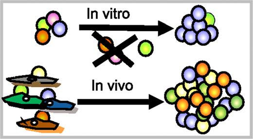 Figure 2. Different HSCs may have different requirements for survival/self-renewal. Top: All HSCs in a culture experience the same stimuli. These may expand a subset of HSCs (blue), leave another subset untouched (green), but could be detrimental for other (purple, orange) HSCs. The outcome is a modest expansion of a subset of HSCs. Bottom: In vivo, HSCs reside in niches that might provide selective stimuli to different HSC subsets. This leads to optimal self-renewal conditions for each subset of HSCs. Ex vivo HSC expansion could depend on finding distinct conditions for different HSC subsets.
