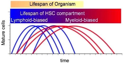 Figure 5. Developmental regulation of the HSC compartment. Each HSC has a limited life span, and the production of mature cells found in blood follows a ballistic curve from the start to the end of their life. Early in the life of the organism, Ly-bi (blue lines) are more frequent than My-bi (red) HSCs. On average, My-bi HSCs have a longer life span than other subsets of HSCs, leading to an accumulation of My-bi and a loss of Ly-bi HSCs as the organism ages. The bar above the graph shows how the HSC composition is reflected in the ratios of lymphoid to myeloid cells in blood. Because of the differences in self-renewal, My-bi HSCs will preferentially (but not exclusively) outlive the host as has been shown in serial transplants.3