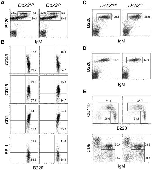 Figure 2. Normal B cell development in Dok-3−/− mice. Flow cytometry analyses of B cell populations in the bone marrow (A and B), spleen (C), lymph nodes (D) and peritoneal cavity (E) of wild-type and Dok-3−/− mice. Bone marrow B220 +IgM− cells were further analyzed for their expression of CD43, CD2, CD25 and BP-1 (B). Numbers indicate percent of cells in the lymphocyte gate for (A, C, D and E) and percent of B220 +IgM− cells for (B). Data shown are representative of 3 independent experiments.