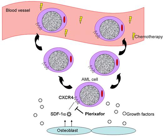 Plerixafor interrupts the CXCR4/SDF-1α interaction, mobilizing leukemia cells to the peripheral blood.