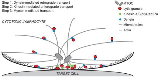 Tug-of-war for cytotoxicity: lytic granule movement at cytotoxic lymphocyte immune synapses. First, engagement of activating receptors induces dynein-dependent retrograde transport of lytic granules on microtubles toward the MTOC, followed by movement of the MTOC with clustered granules to the immune synapse. Second, a novel kinesin-1/Slp3/Rab27a complex mediates anterograde transport of lytic granules away from the MTOC and toward the plasma membrane, before final myosin-dependent exocytosis of granules at the immune synapse.