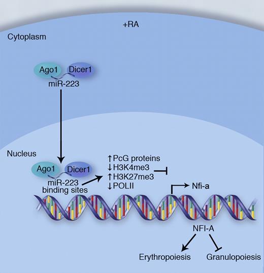 In response to all-trans-retinoic acid (RA), a signal that promotes granulocyte development, miR-223 translocates into the nucleus along with Dicer1 and Ago1. Once in the nucleus, miR-223-RNAi complexes bind to miR-223 targets sites located in the 5′ regulatory region of the Nfia gene. This triggers a number of epigenetic changes leading to transcriptional silencing of Nfia. Reduced expression of NFI-A redirects cellular development away from erythropoiesis and toward granulopoiesis. Professional illustration by Marie Dauenheimer.