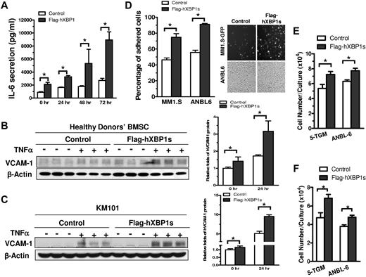 Figure 2. XBP1s overexpression in hBMSCs enhances their support of MM cell growth. (A) Overexpression of XBP1s enhanced the baseline and TNFα (10 ng/mL)–induced IL-6 secretion in healthy donor BMSCs, as determined by ELISA (n = 3; mean ± SD; *P < .05). (B) Overexpression of Flag-hXBP1s increased the baseline and TNFα (10 ng/mL for 24 hours)–induced VCAM-1 protein expression in healthy donor BMSCs. The schematic quantitative representation of Western blot results was performed by normalizing VCAM-1 protein levels to those of β-actin. The relative protein levels of VCAM-1 in the control BMSCs without TNFα is arbitrarily defined as 1 (right; n = 3; mean ± SD; *P < .05). (C) Overexpression of Flag-hXBP1s enhanced the baseline and TNFα-induced VCAM-1 protein expression in KM101 cells. The experiments were performed and analyzed as described in panel B. (D) Overexpression of hXBP1s in healthy donor BMSCs significantly enhanced the adhesion of MM1.S and ANBL6 cells to the hBMSCs (n = 3; mean ± SD; *P < .05). (E-F) Overexpression of Flag-hXBP1s enhanced the capacity of healthy donor BMSCs (E) and KM101 cells (F) to support MM cell growth. The cells with or without Flag-hXBP1s overexpression were cocultured with either 5TGM1 or the ANBL-6 MM cell line for 3 days. MM cells growth was determined by counting MM cells (n = 3; mean ± SD; *P < .05).