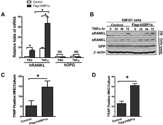 Figure 3. XBP1s overexpression in BMSCs induces RANKL secretion and OCL formation. (A) Real-time PCR demonstrating the effects of overexpression of Flag-hXBP1s on gene expression of RANKL and OPG in KM101 cells with or without TNFα treatment (n = 3; mean ± SD; *P < .05). (B) Effects of overexpression of Flag-hXBP1s on the baseline and TNFα-induced sRANKL protein expression in both the conditioned medium and total cell lysates of KM101 cells as determined by anti-RANKL Western blot analysis. (C) Effects of overexpression of Flag-hXBP1s on the capacity of healthy donor BMSCs to support OCL formation. The healthy donor BMSCs with or without Flag-hXBP1s overexpression were cocultured with hBMMs for 21 days. The number of TRAP-positive multinucleated cells was calculated (n = 3; mean ± SD; *P < .05). (D) Effects of overexpression of Flag-hXBP1s on the capacity of mBMSCs to support OCL formation. The mBMSCs with or without Flag-hXBP1s overexpression were cocultured with mBMMs for 12 days (n = 3; mean ± SD; *P < .05).