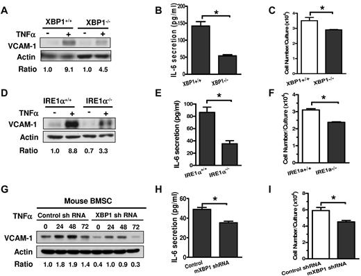 Figure 4. Deficiency of XBP1 or IRE1α compromises MEF and murine BMSC support of MM cell growth. (A) Western blot demonstrating the effect of XBP1 deficiency on baseline and TNFα (10 ng/mL for 24 hours)–induced VCAM-1 protein expression in MEF cells. The basal level VCAM-1 protein expression in XBP1+/+ MEF cells was normalized to β-actin and defined as 1. (B) ELISA assay shows that IL-6 secretion was decreased significantly in XBP1−/− MEF cells compared with XBP1+/+ MEF cells (n = 3; mean ± SD; *P < .05). (C) Effect of XBP1 deficiency on the capacity of MEF cells to support MM cell growth (n = 3, mean ± SD, *P < .05). (D) The effects of TNFα (10 ng/mL for 24 hours) on baseline and TNFα-induced VCAM-1 protein expression in IRE1α+/+ and IRE1α−/− MEF cells, determined by Western blotting. The basal level VCAM-1 protein expression in IRE1α+/+ MEF cells was normalized to β-actin and defined as 1. (E) ELISA assay shows that IL-6 secretion was significantly decreased in IRE1α−/− MEF cells compared with that in IRE1α+/+ MEF cells (n = 3; mean ± SD; *P < .05). (F) Effect of IRE1α deficiency on the capacity of MEF cells to support 5TGM1 cell growth (n = 3, mean ± SD, *P < .05). (G) Effects of murine XBP1 knock-down on the baseline and TNFα (10 ng/mL for 24 hours)–induced VCAM-1 protein expression in mBMSCs. The basal level VCAM-1 protein expression in mBMSCs with control shRNA was normalized to β-actin and defined as 1. (H) Effects of murine XBP1 knockdown on IL-6 secretion in mBMSCs (n = 3; mean ± SD; *P < .05). (I) XBP1 knockdown reduced mBMSC support of 5TGM1 cell growth (n = 3, mean ± SD, *P < .05).