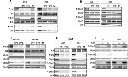 Figure 1. Tyrosine phosphorylation of Shp2 and Stat5 is induced by mutant Kit in HS2 leukemic cells. (A-B) Whole-cell lysates from 606HS2 and 931HS2 cells treated for 4 hours with IM (0.75μM), PP1 (4μM), or PP2 (4μM) or not treated (−; DMSO) were subjected to immunoblotting with the indicated Abs. (C) 663-4A cells overexpressing KitD814Y and 663-8A cells overexpressing KitD818Y were treated for 4 hours with IM, PP1, or PP2 or not treated (−; DMSO). Whole-cell extracts were subjected to immunoblotting with the indicated Abs. (D) Cell extracts from 606HS2 and 931HS2 cells treated for 4 hours with IM, PP1, or PP2 or not treated (−; DMSO) were immunoprecipitated with anti-Kit Abs. Immunoprecipitates were analyzed by Western blotting with the indicated Abs. Data are representative of 5 independent experiments. (E) HS1 preleukemic cells (633HS1 and 663HS1) were cultured routinely in the presence of SCF (50 ng/mL; +) or starved of SCF in the presence of serum for 4 hours (=) before being stimulated for 10 minutes with SCF (500 ng/mL; +++). Whole cell extracts were subjected to immunoblotting with the indicated Abs.