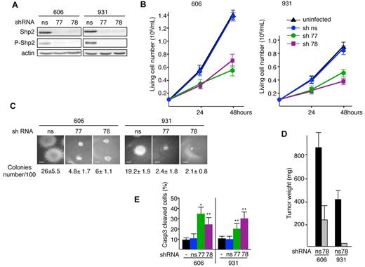 Figure 2. Knockdown of Shp2 reduces proliferation and induces apoptosis of leukemic cells. Cells (606HS2 and 931HS2) were infected with a lentiviral vector transducing Shp2-shRNA77 or Shp2-shRNA78 or a control ns-shRNA and selected for puromycin resistance. Experiments were performed 72 hours after infection. (A) Whole-cell extracts were immunoblotted with the indicated Abs and anti–β-actin Ab as a loading control. (B) Cells were plated at 1 × 105 cells/mL. Viable cells were scored by trypan blue exclusion at 24 and 48 hours. Data are means ± SEM (n = 3, performed in duplicate). (C) Representative colonies grown into methylcellulose for 6 days. Scale bars indicate 80 μm. The average number of colonies per 100 cells seeded ± SEM is indicated (n = 3, performed in duplicate). (D) Subcutaneous tumors in nude mice engrafted with 606HS2 and 931HS2 cells transduced with Shp2-shRNA78 or control ns-shRNA were taken 3 weeks after injection and weighed. Bar represents the mean weight ± SEM of 8 tumors for Shp2-shRNA78-606HS2 cells, ns-shRNA-606HS2 cells, and ns-shRNA-931HS2 cells. For Shp2-shRNA78-931HS2 cells, only 2 tumors were obtained. (E) Cells were plated at 1 × 105 cells/mL and the percentage of apoptotic cells was evaluated 48 hours later by flow cytometry using anti-active caspase 3 Abs. Bars represent means ± SEM (n = 3). Statistical differences from the value of the control (ns) are indicated as follows: *P < .05; **P < .01 (by Student t test).