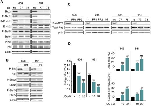 Figure 3. Shp2 mediates Mek/Erk1/2 pathway activation for survival downstream of the Kit mutant in leukemic cells. (A) Whole-cell extracts from 606HS2 and 931HS2 cells transduced with Shp2-shRNA77 or Shp2-shRNA78 or control ns-shRNA were analyzed by immunoblotting with the indicated Abs 72 hours after infection. (B) Lysates from 606HS2 and 931HS2 cells treated or not (−; DMSO) for 4 hours with UO126 (UO; 20μM) were analyzed by immunoblotting with the indicated Abs. In panels A and B, data are from 1 representative experiment of 5. (C) The amount of activated Ras (Ras-GTP) was measured by Ras-GTP pull-down assays using the Ras-GTP–binding domain of Raf1 and lysates from 606HS2 and 931HS2 cells treated with Kit inhibitors or not (−) and lysates from 606HS2 and 931HS2 cells transducing Shp2-shRNA77 or Shp2-shRNA78 or control ns-shRNA 72 hours after infection. Anti-Ras immunoblotting of the corresponding lysates was performed to control the amount of total Ras in each sample. Anti–β-actin Ab was used as a loading control. Data are from 1 representative experiment of 3. (D) Cells (606HS2 and 931HS2) were plated at 1 × 105 cells/mL and cultured for 48 hours in the absence (−; DMSO) or in the presence of the indicated concentrations of UO126. The number of living cells, the percentage of dead cells evaluated by trypan blue exclusion, and the percentage of apoptotic cells evaluated by flow cytometry using anti-active caspase 3 Abs were determined. Data are means ± SEM (n = 3). Statistical differences from the value of the control (−) are indicated as follows: **P < .01; ***P < .001 (by Student t test).