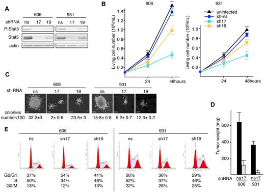 Figure 4. Knockdown of Stat5 reduces proliferation and alters cell cycle of leukemic cells. (A) Cells (606HS2 and 931HS2) were infected with a lentiviral vector transducing Stat5-shRNA17 or Shp2-shRNA19 or control ns-shRNA and sorted for green fluorescent protein expression. Experiments were performed 72 hours after infection. Whole-cell extracts were immunoblotted with anti–P-Stat5 and anti-Stat5 Abs and anti–β-actin Ab as a loading control. (B) Cells were plated at 1 × 105 cells/mL. Viable cells were evaluated by trypan blue exclusion at 24 and 48 hours. Data are means ± SEM (n = 4, performed in duplicate). (C) Representative colonies grown into methylcellulose for 6 days. Bars correspond to 80 μm. The average number of colonies per 100 seeded cells ± SEM is indicated below (n = 3, performed in duplicate). (D) Subcutaneous tumors in nude mice engrafted with 606HS2 and 931HS2 cells transducing Stat5-shRNA17 or control ns-shRNA were taken 3 weeks after injection and weighed. Bar represents the mean weight ± SEM of 8 tumors. (E) Representative cell-cycle distribution of green fluorescent protein–sorted cells plated at 1 × 105 cells/mL for 24 hours. The percentages of living cells in the G0/G1, S, and G2/M phases of the cell cycle are indicated below. The values are from 1 of 3 independent experiments performed at 48 hours. Similar results were obtained when experiments were performed at 24 hours (not shown).