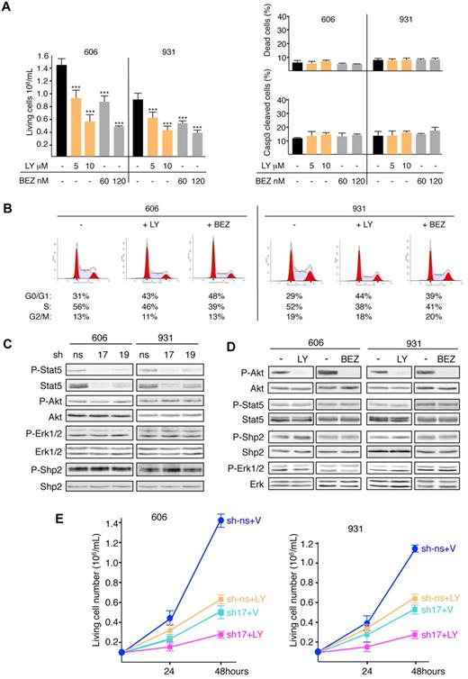 Figure 5. PI3K/AKT pathway induces an accumulation of cells in the S phase of cell cycle and cooperates with Stat5 to promote cell growth. (A) Cells (606HS2 and 931HS2) were plated at 1 × 105 cells/mL and cultured for 48 hours in the absence (−; ETOH) or in the presence of indicated concentrations of LY294002 (LY) or NVP-BEZ235 (BEZ). The number of living cells, the percentage of dead cells (trypan blue exclusion), and the percentage of apoptotic cells (by flow cytometry using anti-active caspase 3 Abs) were determined. Bar is the mean ± SEM (n = 3). Statistical differences from the value of the living cells control (−) are indicated as follows: ***P < .001 (by Student t test). Mortality after LY294002 or NVP-BEZ235 treatment was not significantly different (P > .05 by Student t test). (B) Representative cell-cycle distribution of HS2 cells treated or not (−; ETOH) with LY294002 (10μM) or NVP-BEZ235 (120nM) for 24 hours. The percentages of living cells in the G0/G1, S, and G2/M phases of the cell cycle are indicated below. The values are from 1 of 3 independent experiments performed at 24 and 48 hours that gave similar results. (C) Whole-cell extracts from 606HS2 and 931HS2 cells transducing Stat5-sh-RNA17 or Stat5-shRNA19 or control ns-shRNA were analyzed by immunoblotting with the indicated Abs. (D) Lysates from 606HS2 and 931HS2 cells treated or not (−; ETOH) with LY294002 (10μM) or NVP-BEZ235 (120nM) for 4 hours were analyzed by immunoblotting with the indicated Abs. (E) Cells (606HS2 and 931HS2) transducing Stat5-shRNA-17 or control ns-shRNA were plated 72 hours after infection at 1 × 105 cells/mL and cultured in the absence (V, vehicle) or in the presence of LY294002 (10μM). The number of viable cells was scored at 24 and 48 hours. Data are means ± SEM (n = 3). Statistical differences from the value of living cells control (sh-ns + V) are P < .001. Statistical differences between the value of living cells (sh-ns + LY) and (sh17 + LY) and between the value of living cells (sh17 + V) and (sh17 + LY) were P < .001 (by Student t test).
