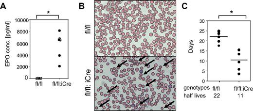 Figure 3. RHAUfl/fl:vav-iCre mice develop hemolytic anemia. (A) Increased erythropoietin level in blood plasma of RHAUfl/fl:vav-iCre mice. *P < .05; n = 6 for each group. (B) Blood smear examination shows the presence of spherocytes (arrows) in RHAUfl/fl:vav-iCre mice; (top) RHAUfl/fl; (bottom) RHAUfl/fl:vav-iCre. (C) Shortened lifespan of erythrocytes lacking RHAU. The half-lives of erythrocytes were determined by chasing biotinylated cells in vivo. Each dot represents the half-life value of erythrocytes from an individual mouse. The horizontal lines represent the average values, which are indicated at the bottom of the graph. *P < .05; n = 6 for RHAUfl/fl and n = 5 for RHAUfl/fl:vav-iCre.