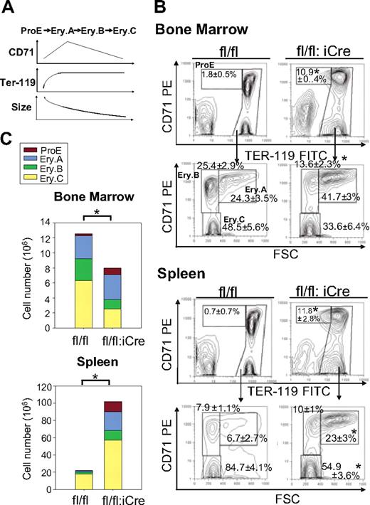 Figure 4. Differential effects of RHAU ablation on erythroid cell differentiation in the BM and spleen. (A-B) The different developmental stages were identified by FACS with the use of Ter-119 and CD71 markers together with the forward scatter (FSC) parameter.28 Ter119+ cells are classified into the following 4 subgroups: ProE (Ter119med CD71hi), Ery.A (Ter119hiCD71hiFSChi), Ery.B (Ter119hiCD71hiFSClow), and Ery.C (Ter119hiCD71lowFSClow). The mean proportions of each subgroup ± SEs (n = 4) are shown beside the boxes in the dot plots. (C) Effect of RHAU ablation on total numbers of erythroblasts in the BM and spleen. Cell numbers of the 4 subgroups are indicated in the bars by different colors, denoting, from the top, Pro.E, Ery.A, Ery.B, and Ery.C. *P < .05; n = 4.