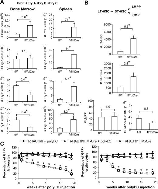 Figure 5. Loss of RHAU leads to progressive reduction in the population expansion ability of hematopoietic cells. (A) The numbers of ProE, Ery.A, Ery.B, and Ery.C cells in the BM and spleen are shown. The number at the top of each bar graph indicates the fold increase/decrease after RHAU ablation. *P < .05; n = 4. The order of cell differentiation in the erythrocytic lineage is indicated: ProE → Ery.A → Ery.B →Ery.C. (B) Effect of RHAU ablation on the number of stem cells. The mean numbers ± SEs of different cell types are shown as bar charts. The number at the top of each bar graph indicates the fold change after RHAU ablation. Arrows indicate the path of early hematopoiesis: LT-HSC → ST-HSC → LMPP or → CMP. *P < .05; n = 6. (C) The progressive reduction of RHAU-ablated hematopoietic cells in population expansion ability was shown in competitive repopulation assays. Two different combinations of BM cells, (i) UBC-GFP and RHAUfl/fl in a 1:10 ratio or (ii) UBC-GFP and RHAUfl/fl:MxCre in a 1:10 ratio, were transplanted into BL6.CD45.1 mice. The recipient mice were divided into 3 groups. Group 1 recipient mice were transplanted with UBC-GFP and RHAUfl/fl cells (n = 3), group 2 recipient mice were transplanted with UBC-GFP and RHAUfl/fl:MxCre cells (n = 4), and group 3 recipient mice were transplanted with UBC-GFP and RHAUfl/fl:MxCre cells (n = 4). Mice from groups 1 and 2 were treated with polyI:C 5 weeks after BM transplantation and mice in group 3 were kept untreated; *P < .05.
