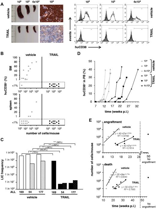 Figure 1. In vitro treatment with TRAIL delays engraftment of pre-B ALL xenograft cells. Xenograft ALL-177 cells freshly isolated from the spleen of a donor mouse were treated in vitro with vehicle or TRAIL (1000 ng/mL) for 48 hours. Cells were serially diluted (range, 1 × 106 to 3 × 103) and injected into a total of 39 mice. (A-B) Half of the 39 mice (13 mice in the vehicle group, 10 mice in the TRAIL group, raw data are shown in supplemental Table 2) were killed 15 weeks after transplantation to evaluate dose-response. (A) Representative spleen sizes (left); immunohistochemistry of spleens stained for cells expressing human CD10 (middle; original magnification ×200); and bone marrow infiltration by human leukemia cells using flow cytometric analysis of human CD38 (right); numbers on top of the panels indicate amount of human leukemia cells injected per mouse. (B) Leukemic infiltration in bone marrow (BM) and spleen for all mice, as estimated by flow cytometric analysis of human CD38; each mouse is represented by a single dot. (C) From analysis of bone marrow and spleen, engraftment was considered positive if ≥ 1% human cells were detected in at least 1 organ (raw data listed in supplemental Table 2). LIC frequencies were calculated using Poisson statistics. Similar experiments were performed for ALL-54 and ALL-169 (supplemental Figure 3; raw data listed in supplemental Table 2). Decrease in LIC frequency by TRAIL treatment was calculated and indicated above bars. **P < .01 (Student t test). ***P < .001 (Student t test). Filled bars represent late mouse passage (passage 3 in ALL-54 and passage 4 in ALL-177); and bars with dots, early passage (cells that have been collected from a mouse injected with the primary sample). (D-E) To evaluate the kinetics of leukemic growth, the second half of the 39 animals transplanted with ALL-177 cells were observed over time (n = 8 mice per group; supplemental Table 4). Appearance of leukemic cells in peripheral blood (PB) was the readout, which was regularly determined by flow cytometry detecting human CD38. (D) Kinetics in 6 representative mice injected with 3 different cell numbers, for TRAIL and vehicle. (E) The relation between time to engraftment/time to death and numbers of leukemia cells injected per mouse; each mouse is represented by a single dot. Leukemic engraftment was defined as ≥ 1% leukemia cells in PB; overt leukemia/time to death was defined as ≥ 35% leukemia cells in PB. p.i. indicates postinjection. Regression curves and equations were calculated thereof and are indicated.