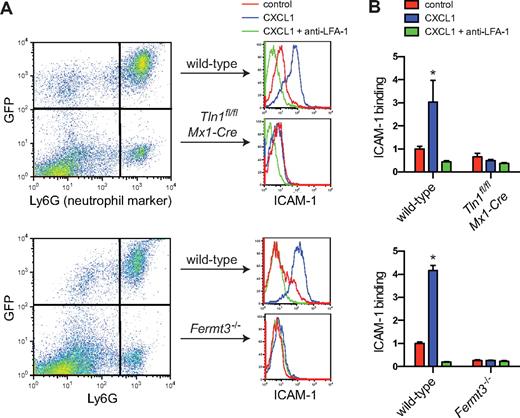 Figure 1. Impaired induction of high-affinity LFA-1 in talin-1 and kindlin-3–deficient neutrophils. (A) Flow cytometric measurement of soluble murine ICAM-1/Fc binding to bone marrow neutrophils isolated from Tln1fl/flMx1-Cre/LysMGFP and Fermt3−/−/LysMGFP mixed chimeric mice. Bone marrow cells exposed to ICAM-1 (20 μg/mL) were stimulated with CXCL1 (10nM, 3 minutes). (B) CXCL1 up-regulates ICAM-1 binding to LFA-1 in wild-type, but not in talin-1 or kindlin-3–deficient neutrophils. Preincubation with a blocking anti–LFA-1 mAb (clone M17/4; 10 μg/mL) was used to determine the dependence of ICAM-1 binding on LFA-1. Data are mean ± SEM fold increase over control (n = 3 each).