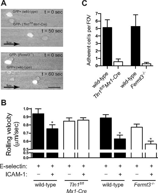 Figure 2. Neutrophil slow rolling and arrest in ex vivo flow chambers. (A) Time-lapse images of GFP+ wild-type and GFP− Tln1fl/flMx1-Cre (top) or Fermt3−/− (bottom) neutrophils rolling side-by-side in an autoperfused flow chamber coated with E-selectin and ICAM-1. Scale bar represents 20 μm. (B) Mean rolling velocities of neutrophils in flow chambers with immobilized E-selectin or E-selectin and ICAM-1. A wall shear stress of 6 dyne/cm2 was used in all experiments. Data are mean ± SEM of at least 25 cells per condition (n = 3 mice each). (C) Neutrophil arrest in flow chambers with immobilized E-selectin, ICAM-1, and CXCL1 after 5 minutes of perfusion. Data are mean ± SEM (number of adherent cells in each of at least 3 fields of view per flow chamber; n = 3 mice each).