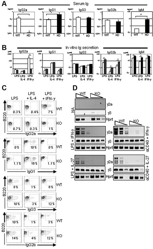 Figure 1. Defective expression and secretion of IgG2a in Ets-1−/− B cells. (A) Serum Ig isotype levels. ELISA quantification of serum Ig in 5- to 6-week-old viable Ets-1−/− (KO, dark bar graphs) and littermate controls (WT, open bar graphs). Bar graphs represented the average of 7 mice of each genotype. Error bars indicate ±1 SD. The statistical significances were calculated with the Student t test. *P < .005. (B) In vitro Ig secretion after B-cell stimulation. ELISA quantification of IgG1, IgG2a, IgG2b, IgG3, and IgM produced in the supernatant of B splenocytes from Ets-1−/− (dark bar graphs) and wild-type (open bar graphs) chimeras cultured for 6 days. CD43− B cells were activated in medium containing 25 μg/mL of LPS, LPS plus 5 ng/mL of IL-4 (LPS-IL-4), or LPS plus 50 ng/mL of IFN-γ (LPS-IFN-γ). Bar graphs represent the average of 5 independent experiments. Error bars indicate ± 1 SD. *P < .005. (C) CD43− purified B cells from wild-type (WT) and Ets-1−/− (KO) were activated in the indicated conditions and CSR was analyzed by FACS. Numbers represent the percentages of cells falling in each gate. Results are representative of 3 independent experiments. (D) Semiquantitative RT-PCR analysis of γ2a and γ3 germline transcripts in activated B cells. RNA was isolated from B cells purified from spleens of Ets-1−/− (KO) and wild-type (WT) chimeras either untreated (NA, not activated) or after day 2 of in vitro stimulation. Cells were activated in medium containing 25 μg/mL of LPS, 10 μg/mL of anti-CD40 Abs, 5 ng/mL of IL-4, 50 ng/mL of IFN-γ, or 100 ng/mL of IL-27; 10-fold serial dilutions of template cDNA are indicated. Transcription of the Hprt gene was used as a control. Results are representative of 4 independent experiments.
