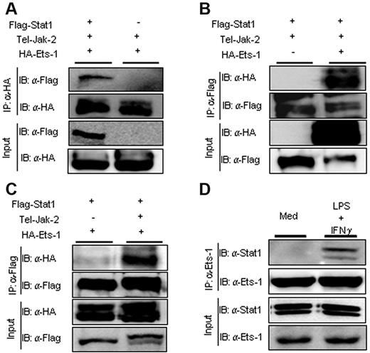 Figure 2. Ets-1 interacted physically with Stat1 after JAK2 activation in vivo. Expression plasmids of HA-tagged Ets-1 or Flag-tagged Stat1 was transfected into Cos7 cells with or without expression vector encoding the TEL-JAK2 protein. Lysates from transfected cells were immunoprecipitated (IP) with anti-HA Ab (A) or anti-Flag Ab (B-C). Total protein (30 μg) from each transfected sample was loaded as an input. Immunoblots (IB) were developed with anti-HA Ab (revealing Ets-1) or anti-Flag Ab (revealing Stat1) as indicated. (D) Lysates from CD43−–purified B splenocytes activated for 1 hour with 25 μg/mL of LPS and 100 ng/mL of IFN-γ or left in medium alone (Med) were immunoprecipitated (IP) with anti–Ets-1 Abs. Total protein (30 μg) from each sample was loaded as input controls. Immunoblots (IB) were developed with anti–Ets-1 or anti-Stat1 Abs as indicated.