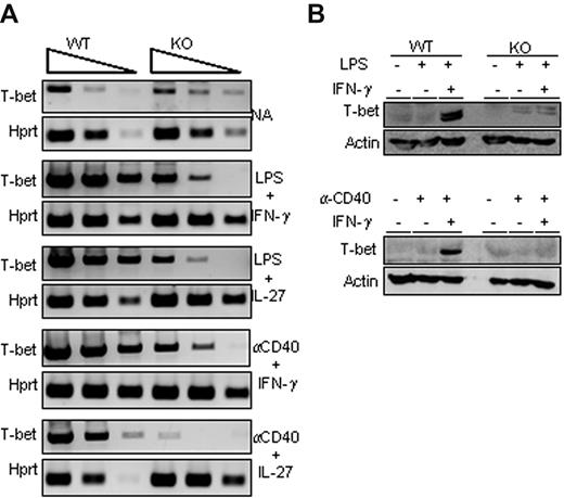 Figure 3. Impaired T-bet up-regulation in Ets-1−/− B cells. (A) Semiquantitative RT-PCR analysis of T-bet expression in in vitro–stimulated B cells purified from spleens of Ets-1−/− (KO) and wild-type (WT) chimera activated B cells. RNA were harvested from cells activated for 2 days under the indicated conditions or left untreated (NA, not activated). Shown are the 10-fold serial dilutions of template cDNA amplified with primers specific for the T-bet gene and Hprt gene used as a control. Results are representative of 5 independent experiments. (B) Western analyses of T-bet in activated B cells. Freshly isolated wild-type (WT) and Ets-1−/− (KO) B cells were treated for 48 hours under the following conditions: top panel, 25 μg/mL of LPS, 20 ng/mL of IFN-γ, or untreated; bottom panel, 10 μg/mL of anti-CD40 Abs, 20 ng/mL of IFN-γ, or untreated. Whole-cell lysates were subjected to Western analysis with Abs recognizing T-bet or actin as loading control. Results are representative of 3 independent experiments.