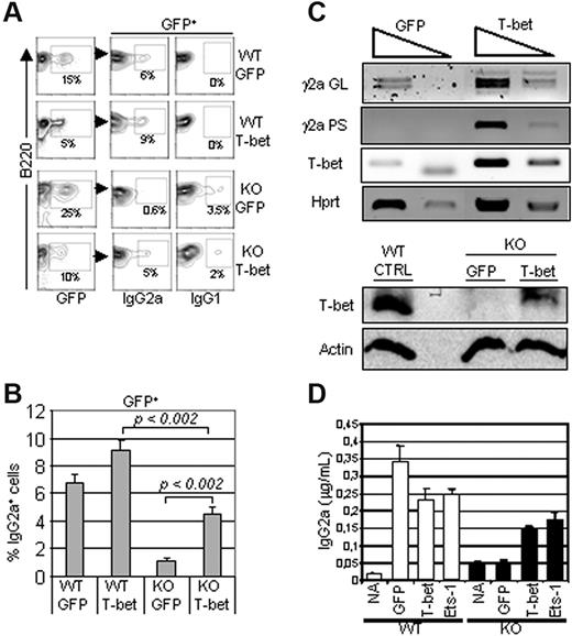 Figure 4. T-bet expression rescued IgG2a production in Ets-1−/− B cells. B cells from Ets-1−/− chimeras were stimulated in vitro with 25 μg/mL of LPS and 50 ng/mL of IFN-γ and simultaneously infected with GFP or GFP-T-bet retroviruses. Seventy-two hours after stimulation, cells were analyzed by FACS and RNA was harvested. (A) FACS analysis of IgG2a and IgG1 expression on wild-type (WT) and Ets1−/− (KO) cells transduced with GFP alone (GFP) or GFP-T-bet (T-bet). The percentages of cells falling in the gates are indicated. Results are representative of 3 experiments. (B) The bar graphs show the mean percentages of IgG2a-expressing cells in 3 independent experiments as in panel A. The statistical significance was calculated with the Student t test and the P values are shown. (C) Top panel, semiquantitative RT-PCR of 10-fold serial dilutions of template cDNA from cells infected with the indicated viruses. Transcription of T-bet, γ2a germline (GL), and post-switch (PS) were analyzed. The Hprt gene was used as a control. Bottom panel, Western blot analysis of Ets-1−/− B cells transduced with the empty (GFP) or T-bet–expressing viruses (T-bet) in the same experiment as in panel A. Whole-cell lysates were subjected to Western analysis with Abs recognizing T-bet or actin as loading control. (B) B cells from the spleens of Ets-1−/− (KO) or wild-type (WT) chimeras were left untreated (NA) or stimulated with 25 μg/mL of LPS and 50 ng/mL of IFN-γ and infected with retrovirus expressing GFP alone, Ets-1-GFP (Ets-1), or T-bet-GFP (T-bet). Secretion of IgG2a was measured by ELISA after 5 days in culture. Results are representative of 3 independent experiments.