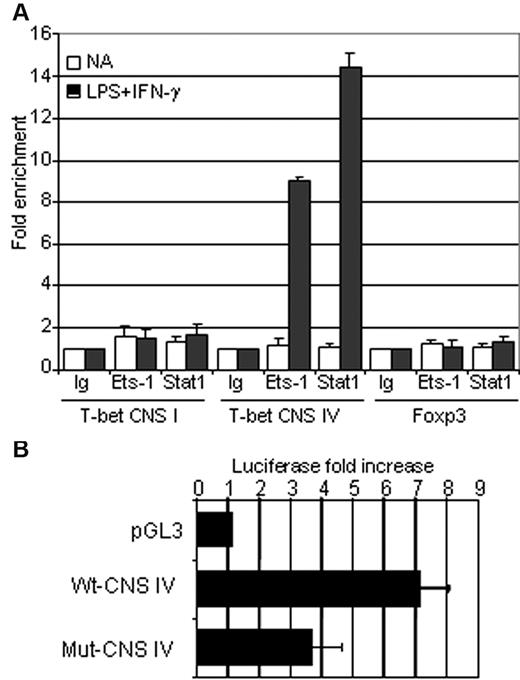 Figure 5. Ets-1 is involved in the regulation of the T-bet enhancer in vivo and in vitro. (A) B cells were purified from the spleens of wild-type C57Bl/6 mice and either stimulated for 1 hour with 25 μg/mL of LPS and 50 ng/mL of IFN-γ (dark histograms) or left untreated (open histograms). ChIP analysis was performed using normal rabbit serum (Ig), anti-STAT1 (Stat1), or anti–Ets-1 (Ets-1) Abs. Quantification of immunoprecipitated DNA fragments was performed by real-time PCR using primers for the promoter region (CNS I), the enhancer (CNS IV), and the irrelevant Foxp3 gene (Foxp3). Values were normalized to corresponding input control and are expressed as the fold enrichment relative to normal rabbit serum for each experiment. Results are representative of 3 individual experiments. (B) The ETS-binding sites in CNS IV are essential for T-bet enhancer activity. Luciferase activity of pGL3 empty vector (pGL3), wild-type T-bet CNS IV (Wt-CNS IV), or CNS IV carrying mutated ETS-binding sites (Mut-CNS IV). Constructs were transfected into the WEHI B-cell line and normalized luciferase activities were measured in nonactivated and overnight IFN-γ (50 ng/mL)–stimulated cells. Bar graphs show the average fold increase in luciferase activity after activation of 4 independent experiments. Errors bars indicate SDs.
