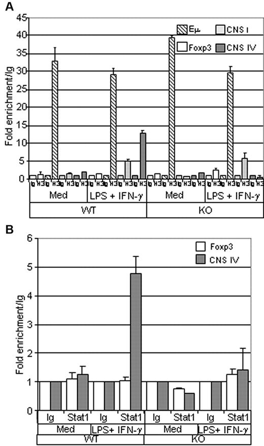 Figure 6. Histone H3 acetylation and Stat1 binding at the T-bet enhancer are impaired in Ets-1−/− B cells. (A) ChIP analysis of histone H3 acetylation. B cells were purified from the spleens of Ets-1−/− (KO) or wild-type (WT) chimeras and either stimulated for 1 hour with 25 μg/mL of LPS and 50 ng/mL of IFN-γ (LPS + IFN-γ) or left untreated (Med). ChIP was performed using either normal rabbit serum (Ig) or anti-acetylated histone H3 (H3) Abs. Quantification of immunoprecipitated DNA fragments was performed by real-time PCR using primers for the IgH intronic enhancer Eμ (striped), CNS I promoter region (light gray), the CNS IV enhancer (dark gray), and the irrelevant Foxp3 gene (white). Bar graphs show the values normalized to the corresponding input control and are expressed as the fold enrichment relative to normal rabbit serum. Results are representative of 3 individual experiments. (B) ChIP analysis of Stat1 binding. B cells were treated as in panel A and ChIP was performed using either normal rabbit serum (Ig) or ant-Stat1 (Stat1) Abs. Quantification of immunoprecipitated DNA fragments was performed by real-time PCR with primers for the CNS IV enhancer (dark gray) or the irrelevant Foxp3 gene (white). Bar graphs show the values normalized to corresponding input control and are expressed as the fold enrichment relative to normal rabbit serum. Results are representative of 3 individual experiments.