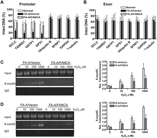 Figure 2. Down-regulation of antioxidant genes is associated with a selective increase in promoter DNA damage in FA cells. (A) Increased promoter DNA damage in antioxidant genes in FA-A cells. FA-A cells transduced with empty vector or cDNA-encoding FANCA, as well as a normal control, were treated with 100μM H2O2 for 2 hours followed by 12 hours of culture in fresh medium. Genomic DNA was isolated followed by FPG cleavage and qPCR using primers specific for the promoters of the indicated genes. The percentage of intact DNA represents the ratio of PCR products after Fpg cleavage to those present in uncleaved DNA. (B) DNA damage in the coding sequences of antioxidant defense genes. The same analysis was applied as described in panel A using primers specific for exons of the indicated genes. (C-D) Increased 8-oxodG accumulation in the promoters of antioxidant genes in FA cells. FA-A or gene-corrected cells were treated with increasing doses of H2O2 for 2 hours and released into fresh medium for another 12 hours, followed by ChIP using an Ab against 8-oxodG. Precipitated samples were then subjected to PCR using primers specific for promoter regions of (C) GPX1 or (D) TXNRD1 gene. Representative images (left) and quantifications (right) are shown. The intensities of DNA bands were quantified using ImageJ software (NIH). Results are means ± SD of 3 independent experiments.