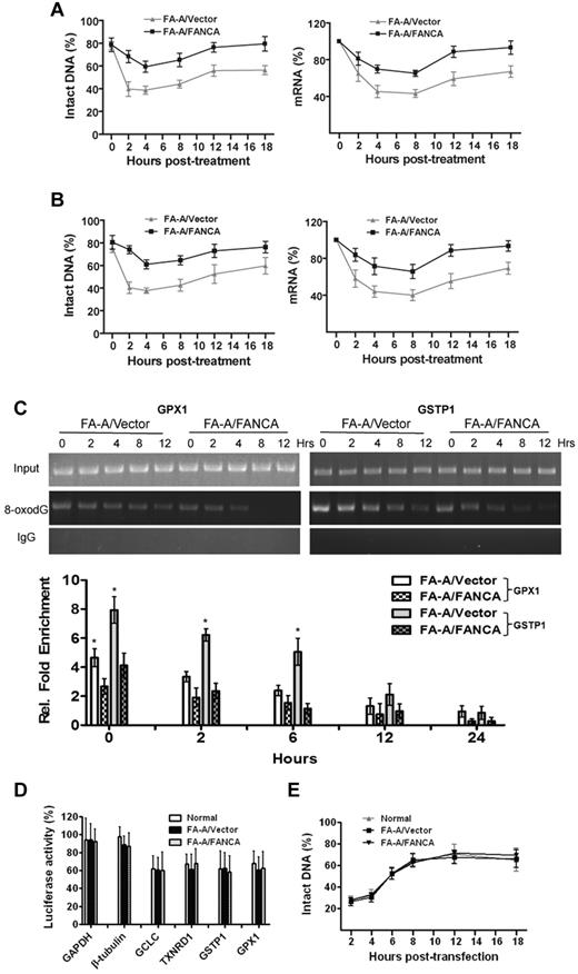 Figure 3. Increased initial oxidative DNA damage to the promoters of antioxidant genes in FA cells. (A) Repair kinetics of oxidative damage to GPX1 promoter. FA-A cells or gene-corrected cells were treated with H2O2 for 2 hours and released for the indicated time intervals followed by genomic DNA or RNA isolation. Samples were then subjected to (left) DNA-damage assay or (right) RT-PCR. (B) Repair kinetics of oxidative damage to GSTP1 promoter. Samples described in panel A were then subjected to (left) DNA-damage assay or (right) RT-PCR. Percentage of intact DNA is the ratio of PCR products after Fpg cleavage to those present in uncleaved DNA. (C) Increased initial oxidative DNA damage in FA-A cells. Cells described in panel A were used for ChIP using an Ab against 8-oxodG and PCR using primers specific for (left) GPX1 or (right) GSTP1 promoter. Representative images (top) and quantifications (bottom) are shown. Results are means ± SD of 3 independent experiments. (D) Repair efficiency as determined by host cell-reactivation assay. The pSSG-promoter reporter vector containing promoter regions of antioxidant gene GCLC, GPX1, GSTP1, or TXNRD1, as well as control gene GAPDH or β-tubulin, were treated with 100μM H2O2 for 1 hour in vitro and then transfected into normal, FA-A, or gene-corrected fibroblasts followed by determination of luciferase activity. Results are means ± SD of 3 independent experiments. (E) Repair kinetics of oxidative damage to naked promoter DNA. Genomic DNA was isolated from cells described in panel D followed by Fpg cleavage and qPCR using primers specific for the cloned GPX1 promoter. The level of intact DNA represents the efficiency of repair.