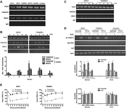 Figure 4. Oxidative stress-induced formation of a FA-BRG1–promoter complex. (A) FANCD2 does not bind to the promoters of antioxidant genes in unstressed cells. Untreated normal lymphoblasts were subjected to a ChIP assay using Abs against FANCD2 or BRG1. PCR amplification was performed using primers specific for the promoters of indicated antioxidant or housekeeping genes. (B) FANCD2 is recruited to the GPX1and TXNRD1 promoter regions after H2O2 treatment. Normal cells were treated with 100μM H2O2 for 2 hours then released for the indicated time intervals. Proteins were extracted at different time points, followed by a ChIP assay using Abs against FANCD2 or BRG1. Precipitated samples were then subjected to PCR using primers for the promoters of GPX1 or TXNRD1. Representative images (top) and quantifications (botton) were shown. The intensity of the DNA bands was quantified using ImageJ software (NIH). Results are means ± SD of 3 independent experiments. (C) FA-BRG1-promoter complex was absent in FA cells. FA-A cells were treated with 100μM H2O2 for 2 hours then released for the indicated time intervals. Proteins were extracted at different time points, followed by a ChIP assay using Abs against FANCD2 or BRG1. Precipitated samples were then subjected to PCR using primers for the promoters of GPX1 or TXNRD1. (D) Oxidative stress induces accumulation of acetylated histone in the promoters of antioxidant genes of both normal and FA cells. Normal and FA-A cells were treated with or without 100μM H2O2 for 2 hours followed by release into fresh medium. Cells were then subjected to ChIP assay using Abs specific for acetylated histone H3K9/14 (Ac-H3K9/14) or methylated histone H3K9 (Me-H3K9) followed by PCR using primers for the promoter regions of GPX1, TXNRD1, or β-tubulin. Representative images (top) and quantifications (bottom) are shown. The intensity of the DNA bands was quantified using ImageJ software (NIH). Results are means ± SD of 3 independent experiments. (E) Repair kinetics of oxidative damage in BRG1-bound antioxidant gene promoter. FA-A and gene-corrected cells were treated with or without H2O2 for 2 hours and released into fresh medium for up to 24 hours. ChIP assay using Abs against BRG1 was performed, and the bound DNA fragments were subjected to the Fpg cleavage/PCR-based DNA repair assay using primers specific for the promoter of (left) GPX1 or (right) TXNRD1. Percentage of intact DNA represents the ratio of PCR products after Fpg cleavage to those present in uncleaved DNA.