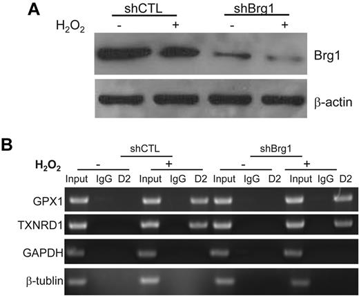Figure 5. Binding of FANCD2 to promoters is independent of BRG1. (A) Knockdown of BRG1. Normal lymphoblasts expressing a shRNA for Brg1 or a control shRNA were treated with or without 100μM H2O2 for 2 hours. Cell extracts were then subjected to Western blotting using Abs against BRG1 and actin. (B) Binding of FANCD2 to promoters is independent of BRG1. Cells described in panel A were treated with or without H2O2, followed by a ChIP assay using Abs against FANCD2. PCR was performed using primers specific for the promoter regions of GPX1, TXNRD1, GAPDH, or β-tubulin.