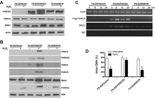 Figure 6. FANCD2 ubiquitination is required for the formation of FA-BRG1–promoter complex. (A) Reconstitution of the FA-D2 cells with WT FANCD2 or the nonubiquitinated FANCD2-K561R mutant. FANCD2-deficient PD20 cell were transduced with retrovirus-expressing empty vector, WT-FANCD2, or the FANCD2-K561R mutant followed by puromycin selection. Stable cell lines were treated with or without H2O2 followed by Western analysis using Abs against FANCD2, FANCA, BRG1, or β-actin. (B) Oxidative stress induces chromatin loading of BRG1 and FA proteins in FANCD2-corrected cells. Cells described in panel A were treated with or without H2O2 followed by chromatin fractionation. Chromatin extracts were then analyzed by Western blotting with Abs against BRG1, FANCA, FANCC, FANCD2, FANCG, or FOXO3a. Histone H2A was included as a loading control. (C) FANCD2 ubiquitination is required for the formation of the FA-BRG1-DNA complex. Cells described in panel A were transduced with retrovirus expressing Flag-tagged FANCA, followed by cell sorting for GFP. Sorted cells were then treated with or without H2O2 for 2 hours and released for the indicated hours. ChIP assays using Abs against Flag or BRG1 were followed by PCR amplification using primers specific for the promoter of GPX1. (D) FANCD2 ubiquitination is required for the protection of antioxidant gene promoter DNA from oxidative damage. Cells described in panel C were treated with or without H2O2 for 2 hours and released into fresh medium for an additional 12 hours. ChIP assay using Ab against BRG1 was performed, and bound DNA fragments were subjected to the Fpg cleavage/PCR-based DNA-repair assay using primers specific for the promoter of GPX1. The percentage of intact DNA represents the ratio of PCR products after Fpg cleavage to those present in uncleaved DNA.