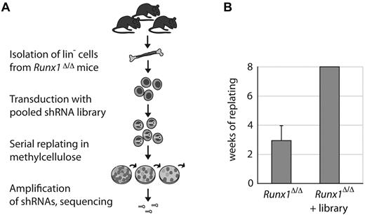 Figure 1. Pooled shRNA-based Runx1 genetic interaction screen in primary mouse hematopoietic cells. (A) Schematic of the shRNA screen. Lineage-depleted hematopoietic cells were isolated from femurs and tibias of 3 conditional Runx1-knockout mice (Runx1Δ/Δ). Cells were retrovirally transduced with a genome-wide shRNA library. Transduced cells were plated into methylcellulose containing stem cell factor, IL-3, IL-6, and erythropoietin. Cells were replated weekly into fresh methylcellulose. After 8 weeks of serial replating, remaining shRNAs were recovered and sequenced. (B) Runx1Δ/Δ Lin− cells transduced with the library formed colonies in methylcellulose for more than 8 weeks. Nontransduced cells were plated in triplicate. Error bars indicate the SDs of plating capacities from 3 independent experiments.