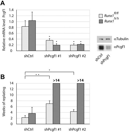 Figure 2. Simultaneous Runx1 and Pcgf1 depletion strongly increases the self-renewal of Lin− BM cells. Lin− cells isolated from Runx1Δ/Δ (dark gray) or Runx1fl/fl (light gray) control mice transduced with 2 different shRNAs targeting Pcgf1 (shPcgf1 #1 and shPcgf1 #2) or a scrambled shRNA (shCtrl) are shown. (A) Pcgf1 knockdown levels as determined by isolating total mRNA and performing qRT-PCR using primers specific for Pcgf1 are shown. RNA levels were normalized to β-actin. Mean values of 3 independent experiments are shown. The significance of knock-down levels was determined by the Student t test. *P < .05. Alternatively, protein lysates were analyzed by immunoblotting using an Ab specific for Pcgf1 or α-tubulin as a loading control. (B) Replating capacity of Lin− BM cells transduced with the indicated shRNAs. Mean values and SDs of 3 independent experiments are shown. Significance was determined by the Student t test. *P < .05; **P < .01.
