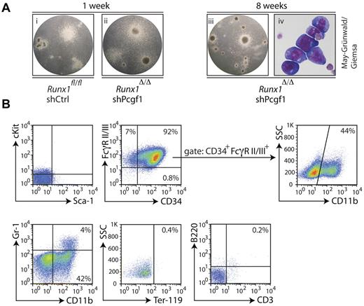 Figure 3. Runx1Δ/Δ cells with a Pcgf1 knockdown reveal immature characteristics. (A) Lin− cells isolated from the BM of Runx1Δ/Δ or control mice (Runx1fl/fl) transduced with an shRNA targeting Pcgf1 (shPcgf1) or a scrambled shRNA (shCtrl) plated into methylcellulose at indicated time points are shown. Note the formation of similar colonies after 1 week (i-ii), in contrast to the dense colonies that lack mature-looking cells after 8 weeks of replating of the Runx1Δ/Δ cells transduced with the Pcgf1 shRNA (iii). Cytospins of cells from subpanel iii stained with May-Grünwald-Giemsa revealed a blast-like appearance (iv). (B) FACS immunophenotyping of Runx1Δ/Δ cells with Pcgf1 knockdown after 9 weeks of serial replating in methylcellulose. Cells were stained with the indicated Abs. The lower left quadrant was set according to the appropriate isotype controls. The percentage of cells measured in the gated populations is indicated.