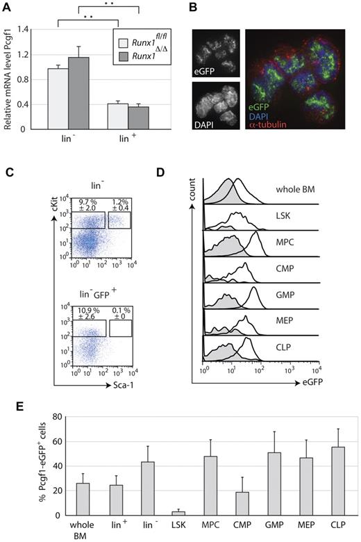 Figure 4. Pcgf1 is predominantly expressed in HPCs. (A) BM of Runx1Δ/Δ (dark gray) or control mice (Runx1fl/fl, light gray) isolated and separated into 2 fractions that either were enriched for HSPCs (Lin−) or contained mature blood cells (Lin+) are shown. RNA isolated from these cells was analyzed by qRT-PCR for the expression of Pcgf1. Data were normalized to β-actin levels. Mean values of 3 independent experiments are shown. Significance was determined by the Student 1-tailed t test. **P < .01. (B) Microscopic analysis of lineage-depleted BM cells from Pcgf1-eGFP mice. Cells stained for eGFP, DAPI, and α-tubulin are presented. Samples were analyzed by a Deltavision microscope and pictures were deconvoluted. In the overlay, eGFP is depicted in green, DAPI in blue, and α-tubulin in red. (C-D) Representative FACS profiles of BM cells from Pcgf1-eGFP mice. Cells stained with indicated Abs or corresponding isotype controls are shown. Populations were defined as follows: stem cells (LSK) (Lin−cKit+ Sca-1+), MPCs (Lin−cKit+Sca-1−), common myeloid progenitors (CMP) (Lin−cKit+Sca-1−CD34+FcγRII/III−), GMPs (Lin−cKit+Sca-1−CD34+FcγRII/III+), megakaryocyte-erythrocyte progenitors (MEP) (Lin−cKit+Sca-1−CD34−FcγRII/III−), and common lymphoid progenitors (CLP) (Lin−IL-7Rα+cKitloSca-1lo). (C) Comparison of LSK populations before (right panel) and after (left panel) gating for eGFP+ cells. (D) Mean fluorescence of different hematopoietic cell populations. Gray histogram indicates control mice; clear histogram, Pcgf1-eGFP mice. (E) Percentage of eGFP+ cells from different cell populations of Pcgf1-eGFP mice. Error bars indicate the SD from the mean percentage values of 9 different animals.