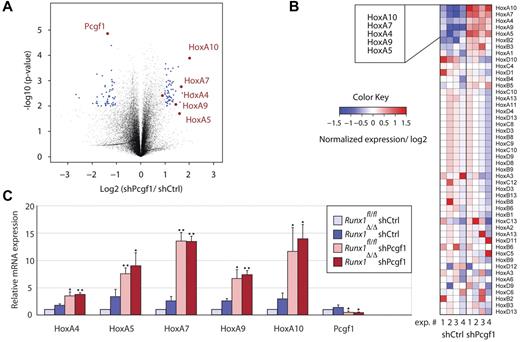 Figure 5. Pcgf1 regulates genes of the HoxA cluster. (A-B) Expression analyses of lineage-depleted BM cells from 4 different Runx1Δ/Δ mice isolated and transduced with Pcgf1 (shPcgf1) or control (shCtrl) shRNA are presented. (A) Normalized gene expression in samples with a Pcgf1 knockdown versus control samples in log2 scale is plotted against its P value (−log10). Blue dots display significant differentially regulated genes. Red circles mark selected HoxA cluster genes and Pcgf1. (B) Hierarchical cluster analysis of the 4 mice (experiments 1-4) revealed the up-regulation of several Hox genes on Pcgf1 knockdown (blue indicates down-regulation; red, up-regulation). (C) qRT-PCR analysis of selected HoxA genes in cells transduced with Pcgf1 shRNA compared with control shRNA-transduced cells. After transduction, cells were selected for puromycin resistance for 48 hours, and then total mRNA was isolated and Hox gene expression was analyzed with specific primers. RNA levels of indicated genes were normalized against β-actin. Mean values from 3 independent experiments and the corresponding SDs are shown. Significance of changes in shPcgf1 versus control transduced samples was determined using the Student t test. *P < .05; **P < .01.
