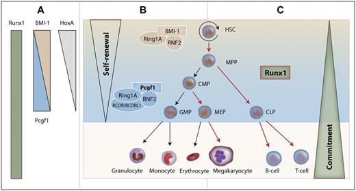 Figure 7. Model of the cooperative interaction between Runx1 and Pcgf1 in hematopoiesis. (A) Runx1 is expressed in almost all hematopoietic tissues. HoxA genes and BMI-1 are down-regulated with increasing maturation, whereas the expression of Pcgf1 increases from HSCs to progenitors. (B) The PRC1 complex regulates self-renewal in HSCs while interacting with BMI-1. At the progenitor cell level, the PRC1 core complex together with Pcgf1 shuts down self-renewal in progenitor cells by down-regulating HoxA genes. (C) Runx1 drives the differentiation of cells for which self-renewal has been limited by Pcgf1. Maturation steps that are regulated by Runx1 are marked with red arrows. MPP indicates multipotent progenitor; CMP, common myeloid progenitor; MEP, megakaryocyte-erythrocyte progenitor; and CLP, common lymphoid progenitor.
