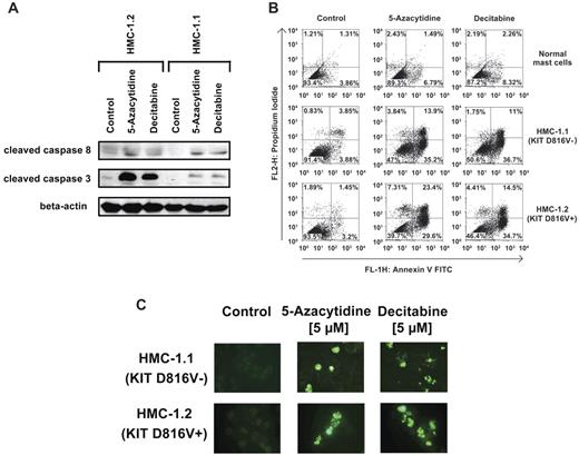 Figure 2. 5-azacytidine and decitabine induce expression of active caspase-8 and active caspase-3 in neoplastic MCs. (A) HMC-1.1 and HMC-1.2 cells were incubated in control medium or in medium containing 5-azacytidine (5μM) or decitabine (5μM) at 37°C for 96 hours. Then, Western blotting was performed using antibodies against cleaved caspase-8 and cleaved caspase-3. To confirm equal loading, a polyclonal antibody against β-actin was applied. (B) Cord blood progenitor-derived normal MCs and HMC-1 cells were cultured in the presence of control medium (left panels), 5-azacytidine (5μM; middle panels), or decitabine (5μM; right panels) at 37°C for 96 hours. Then, cells were analyzed by annexin V/PI staining. Results show the percentage of annexin V/PI-positive cells determined by flow cytometry. (C) HMC-1.1 cells and HMC-1.2 cells were incubated in control medium (Co) or in medium containing 5-azacytidine (5μM) or decitabine (5μM) at 37°C for 96 hours. After incubation, the presence of apoptotic cells was determined by TUNEL assay.