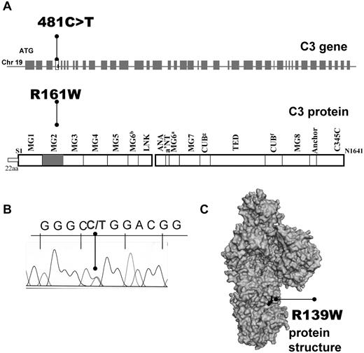 Figure 1. Localization of R139W C3 mutation. (A) Position within the C3 gene and the protein primary structure. (B) Representative histogram for the sequencing of a patient, carrier of R139W. (C) Mapping of R139W on the surface of C3 using Pymol software.